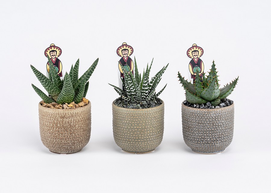 Μπομπονιέρα Παχύφυτο σε Πήλινο 5,5εκ (διάφορα είδη φυτών) Amadora