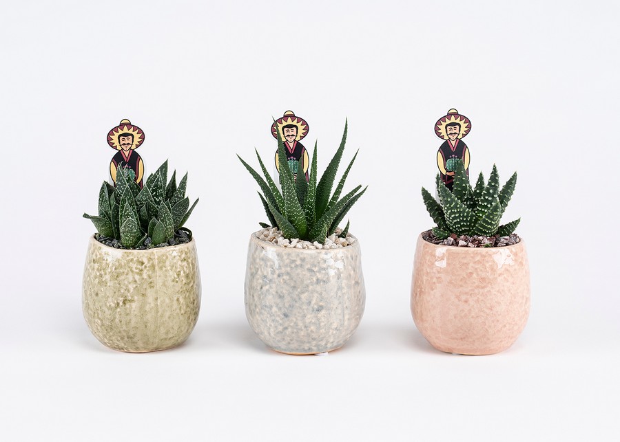 Μπομπονιέρα Παχύφυτο σε Πήλινο 5,5εκ (διάφορα είδη φυτών) La-quinta