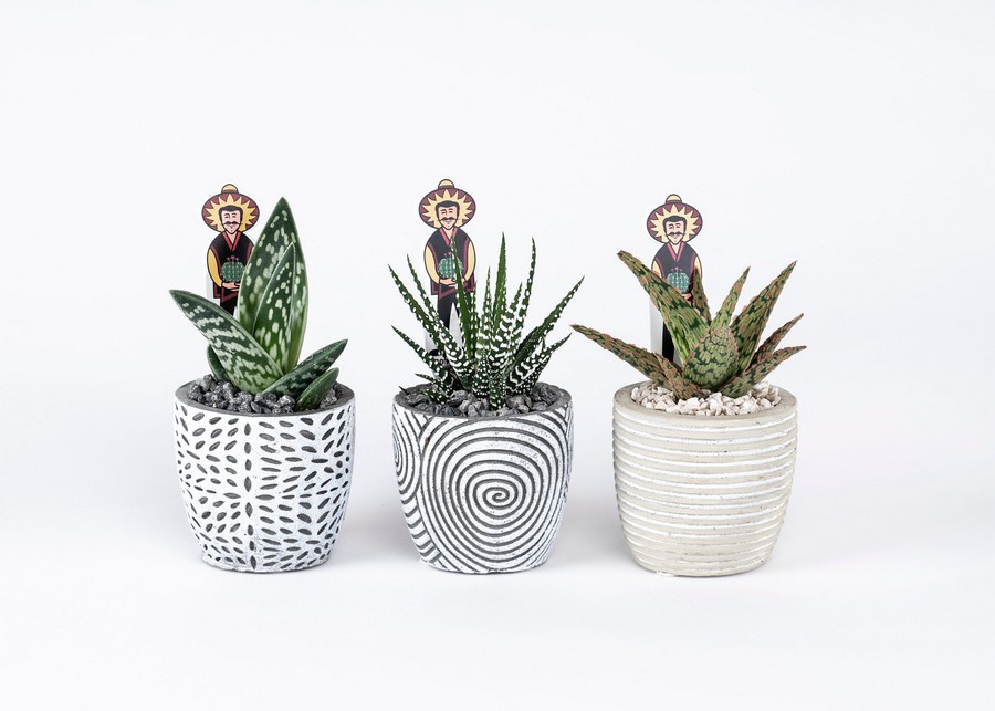 Μπομπονιέρα Παχύφυτο σε Πήλινο 5,5εκ (διάφορα είδη φυτών) Svolvaer scaled