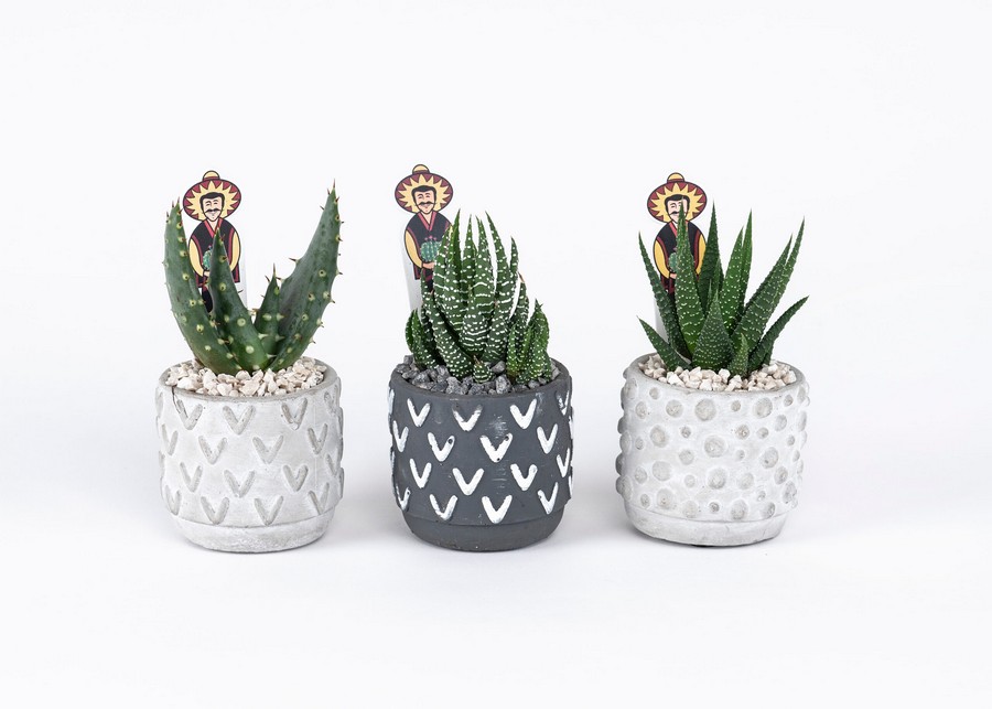 Μπομπονιέρα Παχύφυτο σε Πήλινο 5,5εκ (διάφορα είδη φυτών) Tonsberg-scaled