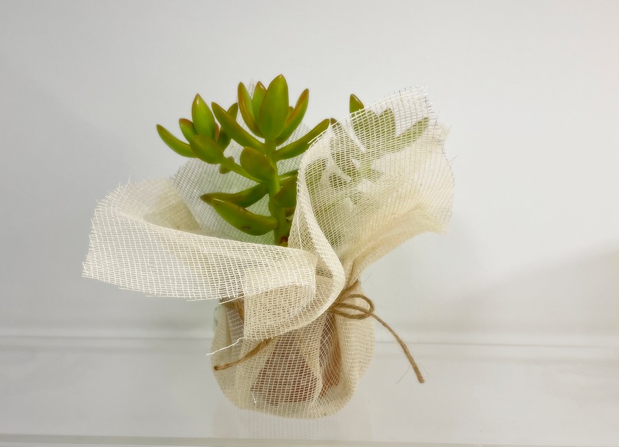 Μπομπονιέρα Παχύφυτο σε Γάζα με Χρώμα επιλογής 5,5εκ (διάφορα είδη φυτών)