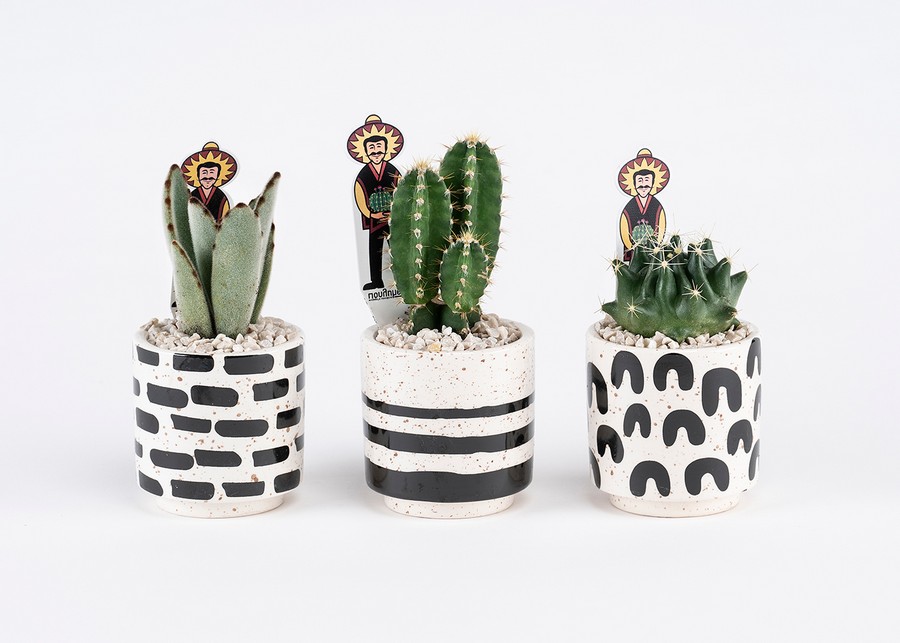 Μπομπονιέρα Παχύφυτο σε Πήλινο 5,5εκ (διάφορα είδη φυτών) Black-art