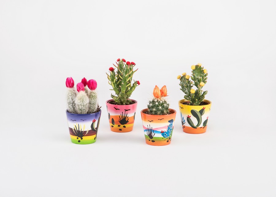 Μπομπονιέρα Παχύφυτο σε Πήλινο 5,5εκ (διάφορα είδη φυτών) Μεξικάνικο