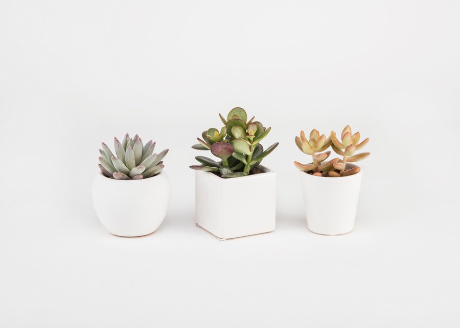 Μπομπονιέρα Παχύφυτο σε Πήλινο 5,5εκ (διάφορα είδη φυτών) leuko 5.5