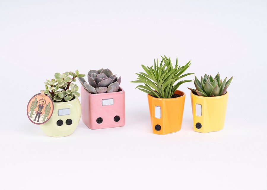 Μπομπονιέρα Παχύφυτο σε Πήλινο 5,5εκ (διάφορα είδη φυτών) μαγνήτη